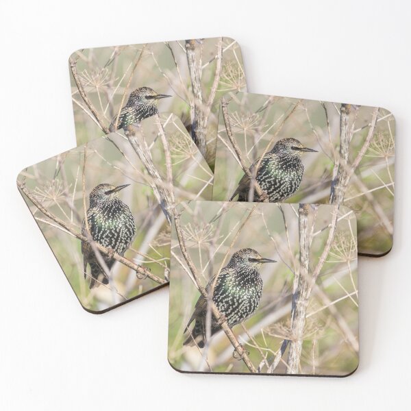 Item preview, Starling In The Sun! designed and sold by LaurenTucker.