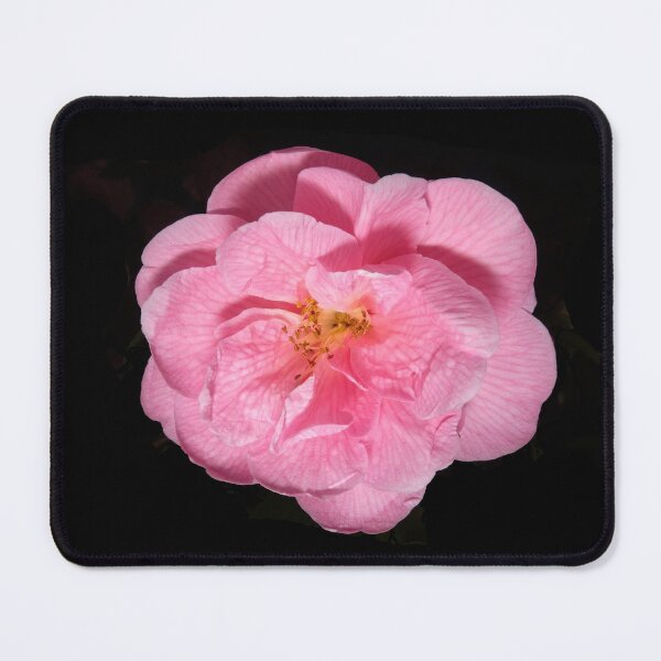 Item preview, Camellia in Bloom designed and sold by AdvancedPhotons.