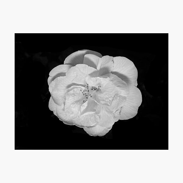 Camellia bloom (monochrome version) Photographic Print