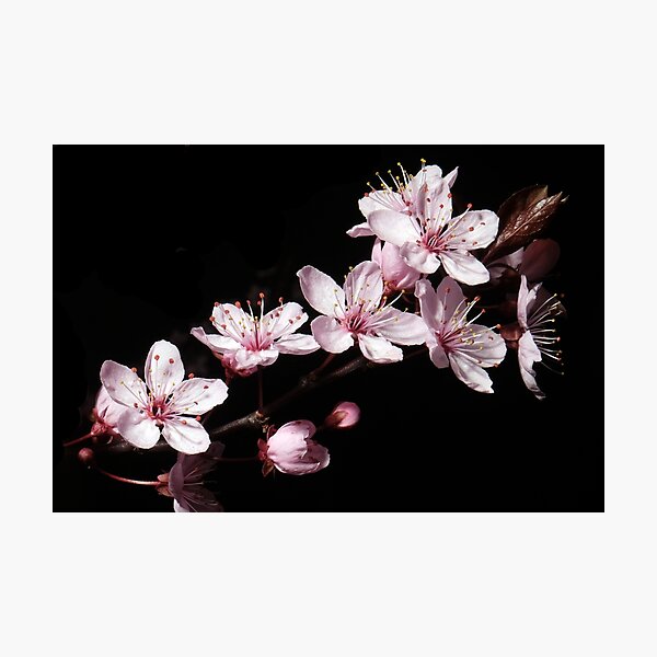 Cherry Blossom Photographic Print