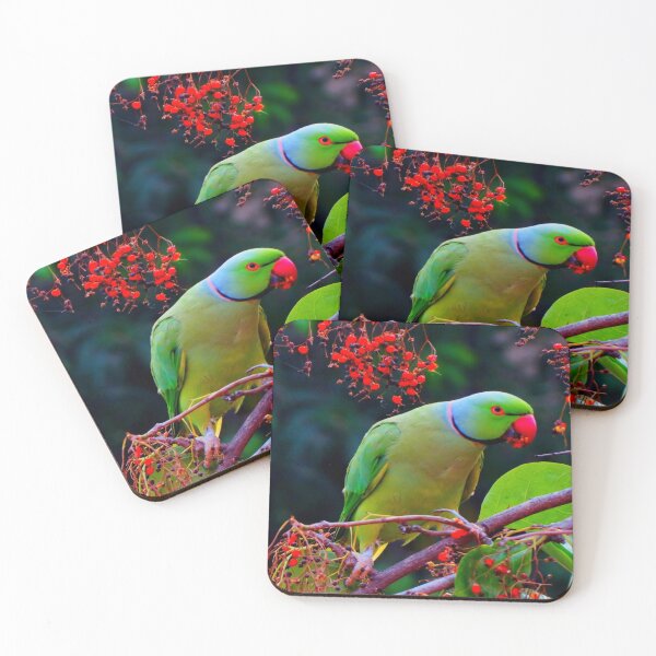 Item preview, parrot photo with high resolution quality designed and sold by Allyouneed-2.