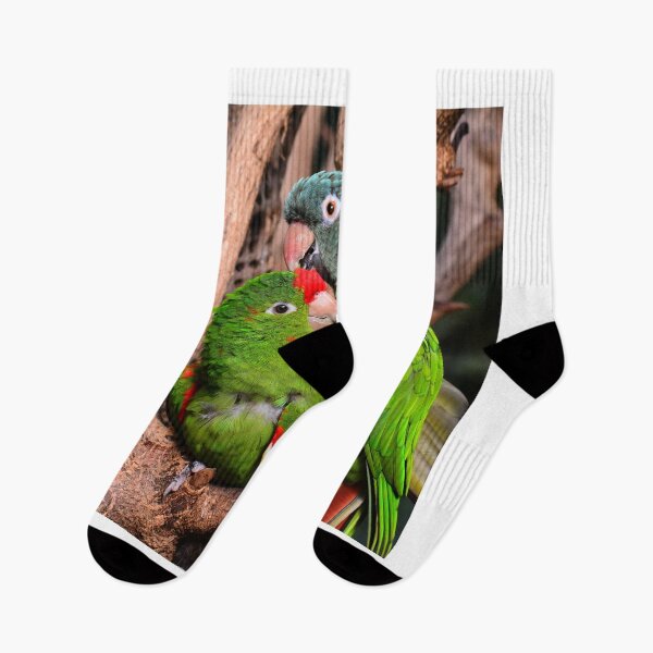 Item preview, parrot photo with high resolution quality designed and sold by Allyouneed-2.
