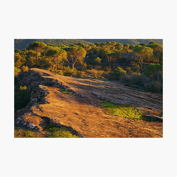 Item preview, Sunset light in La Plaine des Maures designed and sold by Patrick Morand.