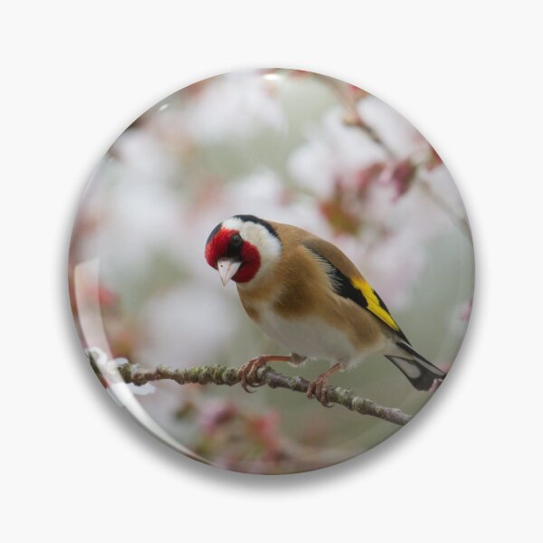 Item preview, Goldfinch - Carduelis carduelis designed and sold by LaurenTucker.