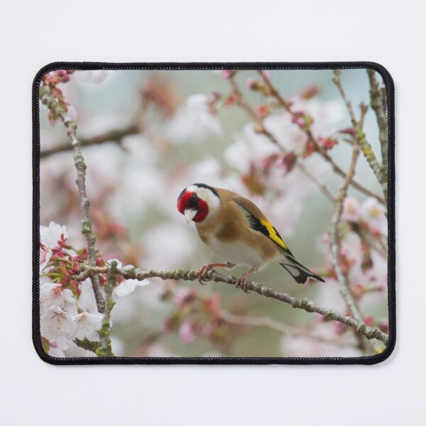 Item preview, Goldfinch - Carduelis carduelis designed and sold by LaurenTucker.