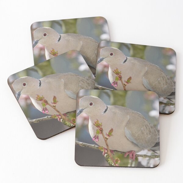 Item preview, Collared Dove - Streptopelia decaocto designed and sold by LaurenTucker.