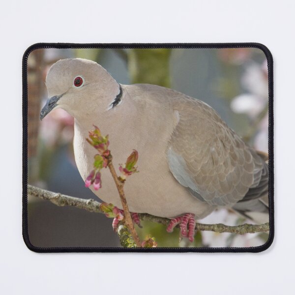 Item preview, Collared Dove - Streptopelia decaocto designed and sold by LaurenTucker.
