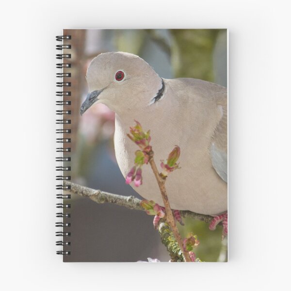 Item preview, Collared Dove - Streptopelia decaocto designed and sold by LaurenTucker.