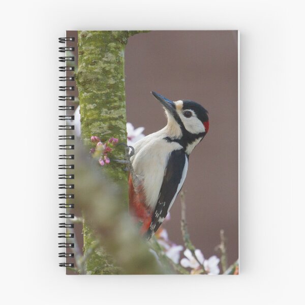 Item preview, Greater Spotted Woodpecker - Dendrocopos major designed and sold by LaurenTucker.
