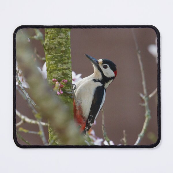 Item preview, Greater Spotted Woodpecker - Dendrocopos major designed and sold by LaurenTucker.