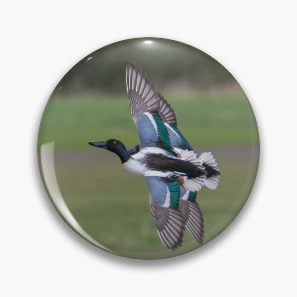 Item preview, Shoveler - Anas clypeata designed and sold by LaurenTucker.