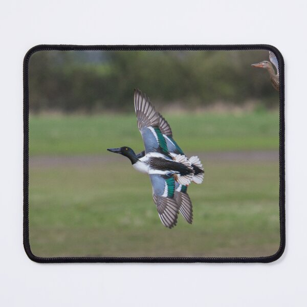 Item preview, Shoveler - Anas clypeata designed and sold by LaurenTucker.