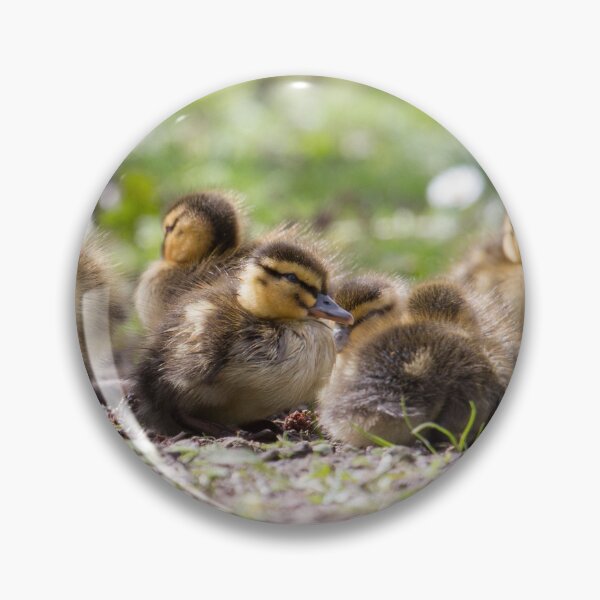Item preview, Mallard - Anas platyrhynchos designed and sold by LaurenTucker.