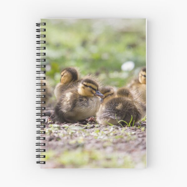 Item preview, Mallard - Anas platyrhynchos designed and sold by LaurenTucker.