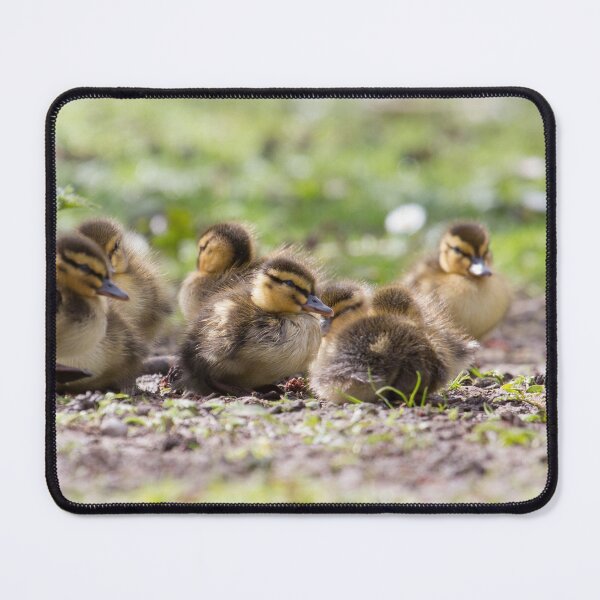 Item preview, Mallard - Anas platyrhynchos designed and sold by LaurenTucker.