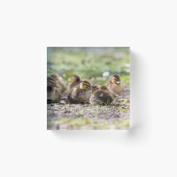 Item preview, Mallard - Anas platyrhynchos designed and sold by LaurenTucker.
