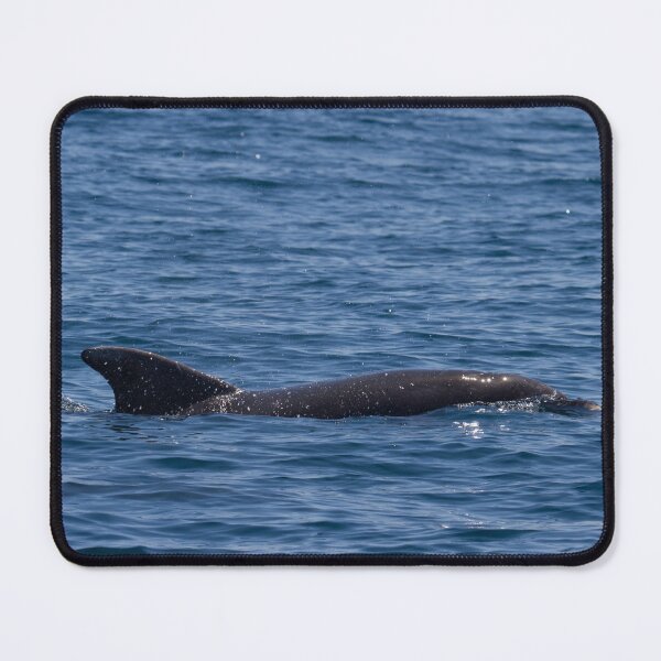 Item preview, Bottlenose Dolphin designed and sold by LaurenTucker.