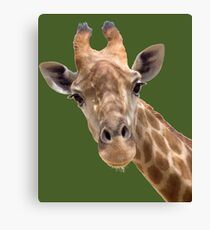 Funny giraffe Canvas Print