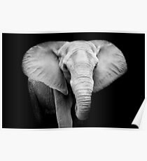Elephant Poster