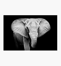 Elephant Photographic Print