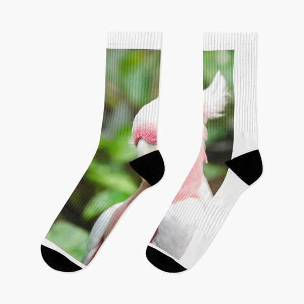 Item preview, parrot photo with high resolution quality designed and sold by Allyouneed-2.
