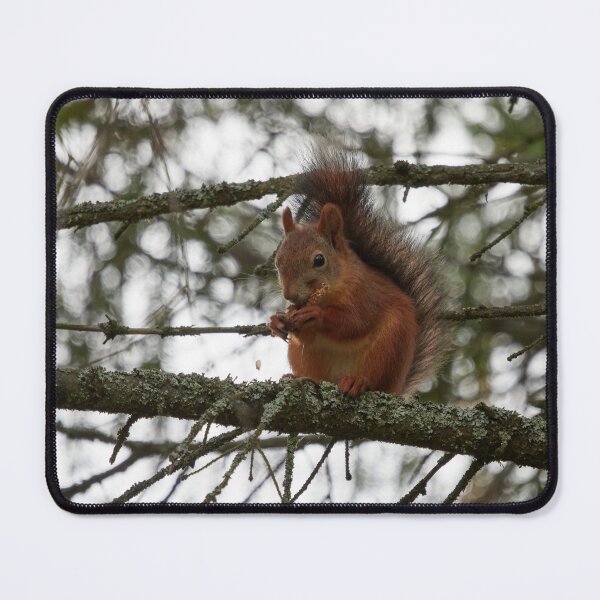 Item preview, The Cone lover. Red squirrel designed and sold by Jouko Lehto Photography.