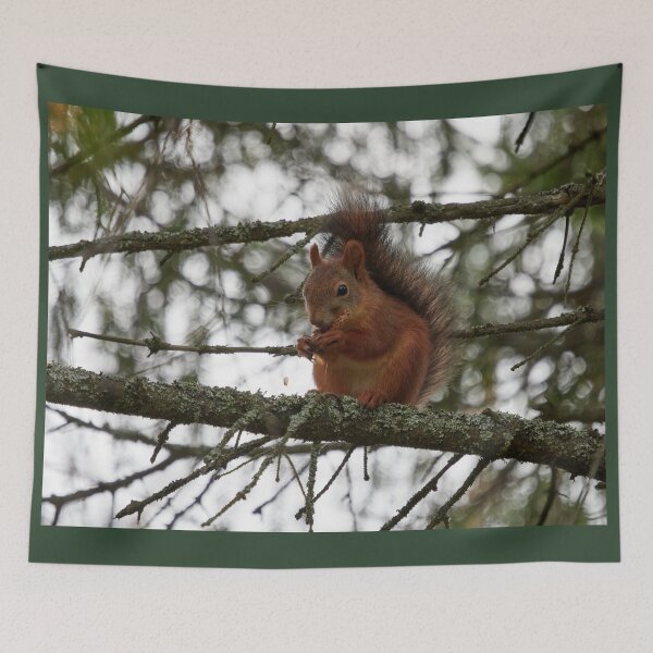 Item preview, The Cone lover. Red squirrel designed and sold by Jouko Lehto Photography.