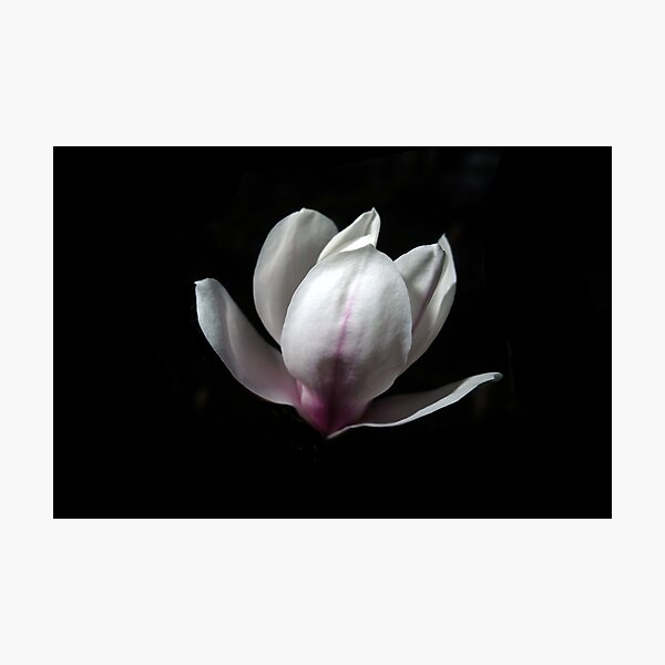 Magnolia Bloom Photographic Print