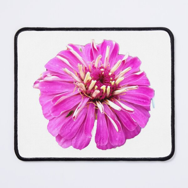 Item preview, Pretty pink Zinnia  designed and sold by AmandaFaye99.