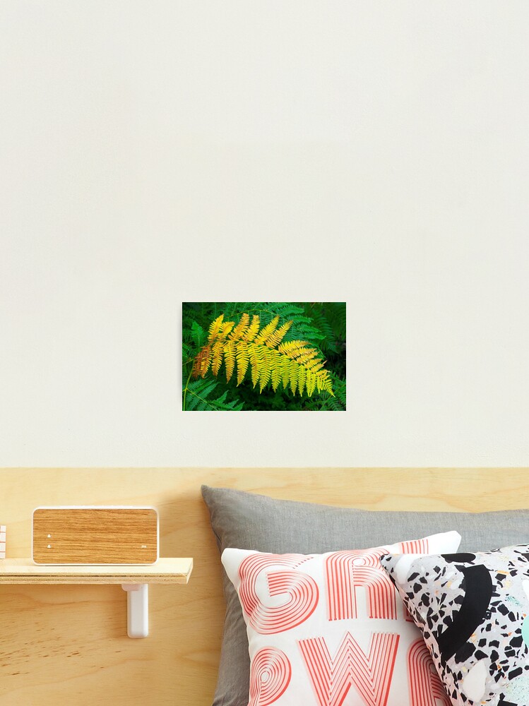 Thumbnail 1 of 3, Photographic Print, Ferns designed and sold by Patrick Morand.
