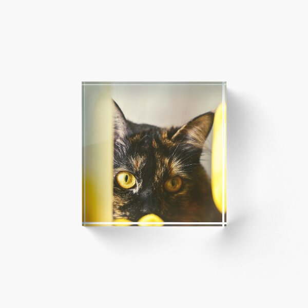 Item preview, foto de gato con calidad de alta resolución designed and sold by Allyouneed-2.