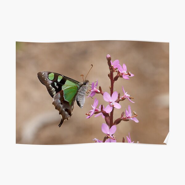 Macleay's Swallowtail - Graphium macleayanus Poster