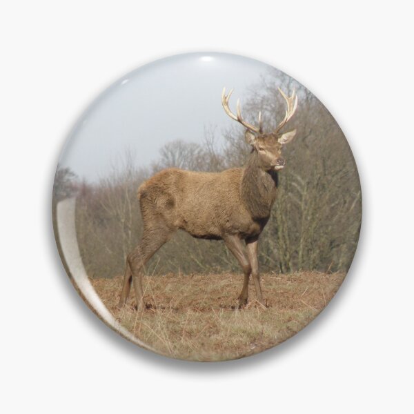 Item preview, Male Red Deer Stag on Hill Photograph designed and sold by naturegallery.
