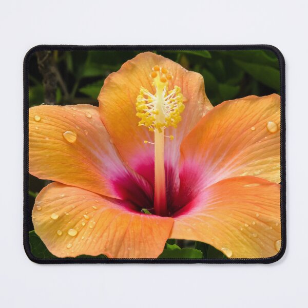 Item preview, Orange hibiscus and dew drops designed and sold by Zina Stromberg.