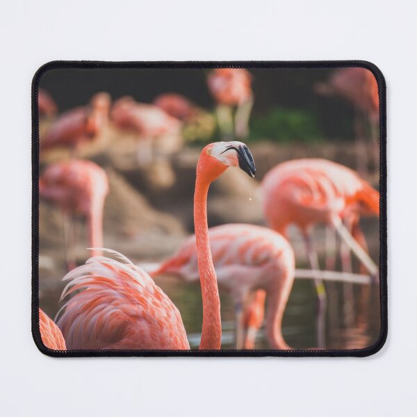 Item preview, Flamingos in a Pond designed and sold by Leslie Banks.