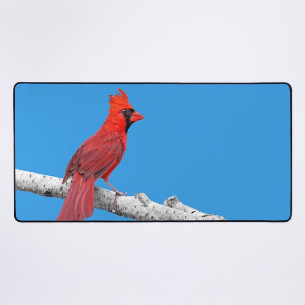 Item preview, Male Northern Cardinal designed and sold by cherylorraine.