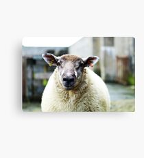 Nobby Canvas Print