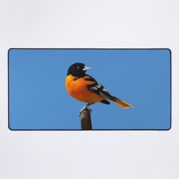 Artikelvorschau, Männlicher Baltimore Oriole entworfen und verkauft von cherylorraine.