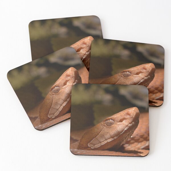 Item preview, Broad-banded Copperhead Closeup Print designed and sold by Paul-Prints.