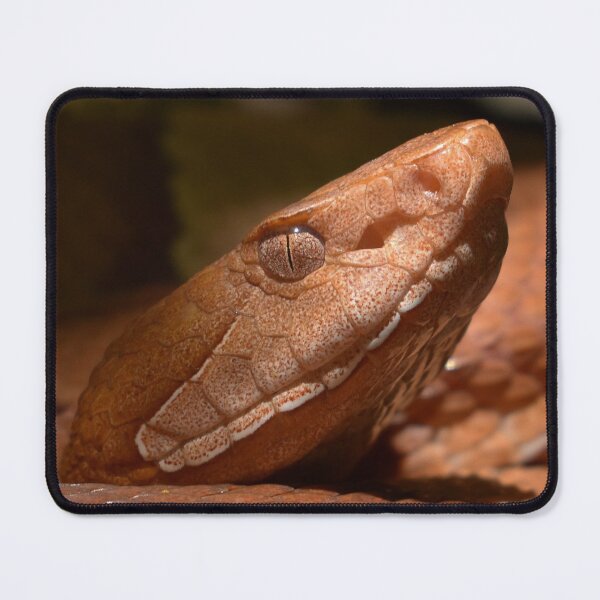 Item preview, Broad-banded Copperhead Closeup Print designed and sold by Paul-Prints.