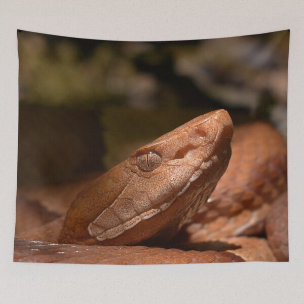 Item preview, Broad-banded Copperhead Closeup Print designed and sold by Paul-Prints.