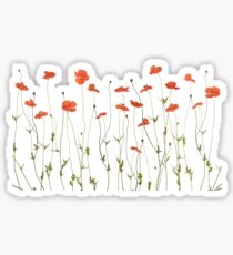 Poppy flowers Sticker