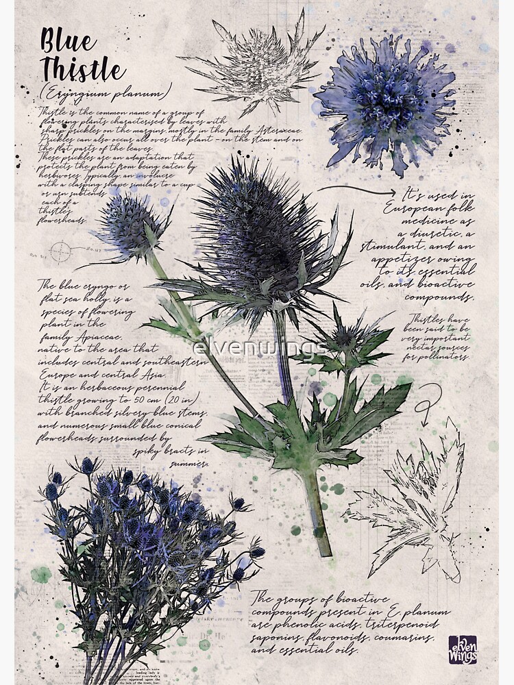 BOTANICAL ART 【import品】 BOTANICAL ART 【import品】 【公式通販】