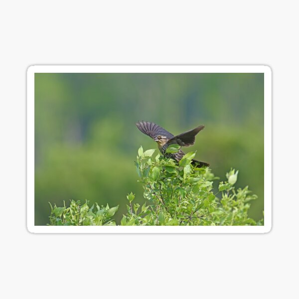 Item preview, Red Wing Blackbird - Female designed and sold by Lynda   McDonald.
