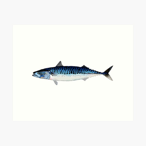 Calibration Setting - Mackerel – Chub Mackerel (Pacific, Asiatic
