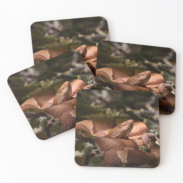 Item preview, Broad-banded Copperhead Print designed and sold by Paul-Prints.