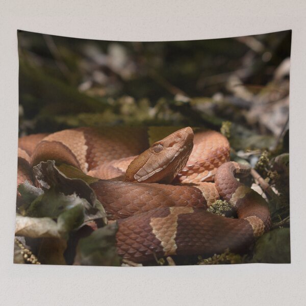 Item preview, Broad-banded Copperhead Print designed and sold by Paul-Prints.