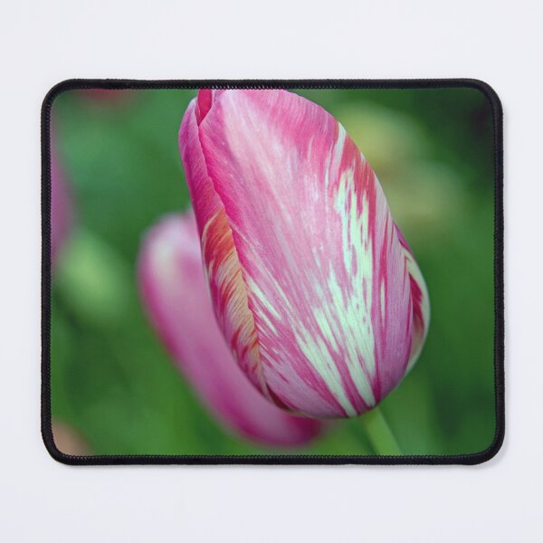 Item preview, A Beautiful Garden of Tulips designed and sold by imaginethis.