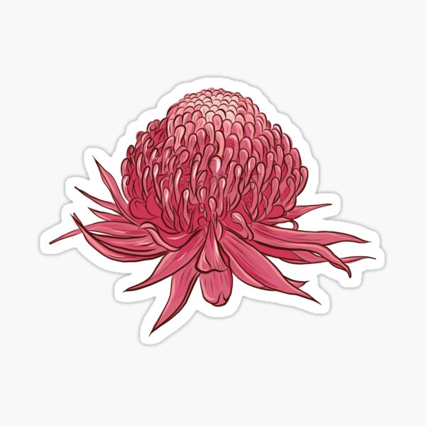 Australia waratah sketch Sticker