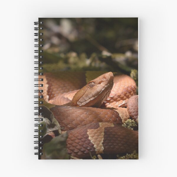 Item preview, Broad-banded Copperhead Print designed and sold by Paul-Prints.